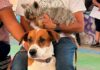 Querétaro refuerza jornadas gratuitas de bienestar animal Querétaro refuerza jornadas gratuitas de bienestar animal