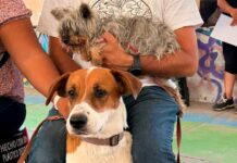 Querétaro refuerza jornadas gratuitas de bienestar animal
Querétaro refuerza jornadas gratuitas de bienestar animal