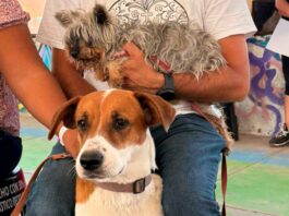 Querétaro refuerza jornadas gratuitas de bienestar animal Querétaro refuerza jornadas gratuitas de bienestar animal
