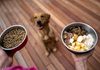 Qué comida necesita tu perro en cada etapa: cachorro, adulto y senior Qué comida necesita tu perro en cada etapa: cachorro, adulto y senior