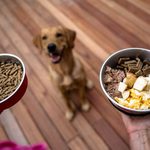 Qué comida necesita tu perro en cada etapa: cachorro, adulto y senior Qué comida necesita tu perro en cada etapa: cachorro, adulto y senior