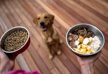 Qué comida necesita tu perro en cada etapa: cachorro, adulto y senior Qué comida necesita tu perro en cada etapa: cachorro, adulto y senior