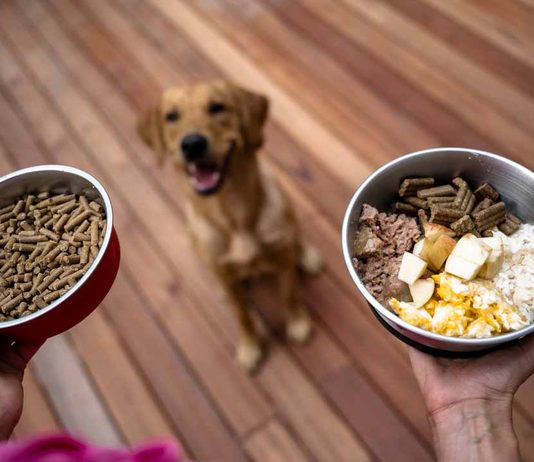 Qué comida necesita tu perro en cada etapa: cachorro, adulto y senior Qué comida necesita tu perro en cada etapa: cachorro, adulto y senior